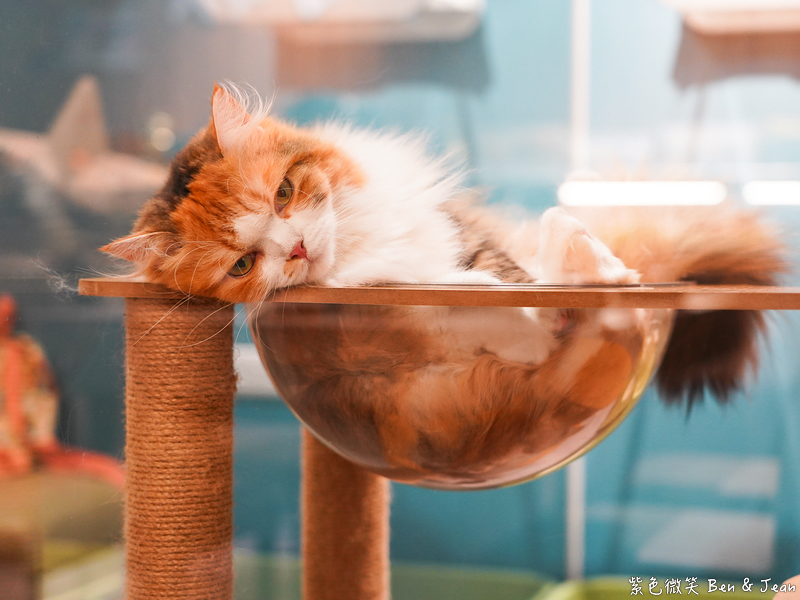 宜蘭羅東火鍋必吃推薦!伊熹鍋物超萌貓咪陪吃超療癒,蔬菜自助吧吃到飽。