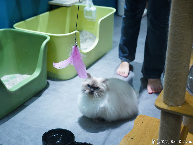 宜蘭羅東火鍋必吃推薦!伊熹鍋物超萌貓咪陪吃超療癒,蔬菜自助吧吃到飽。