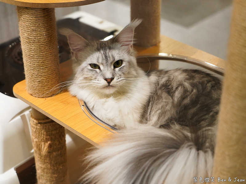 宜蘭羅東火鍋必吃推薦!伊熹鍋物超萌貓咪陪吃超療癒,蔬菜自助吧吃到飽。