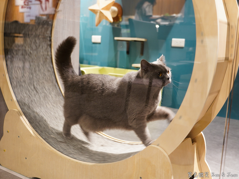 宜蘭羅東火鍋必吃推薦!伊熹鍋物超萌貓咪陪吃超療癒,蔬菜自助吧吃到飽。