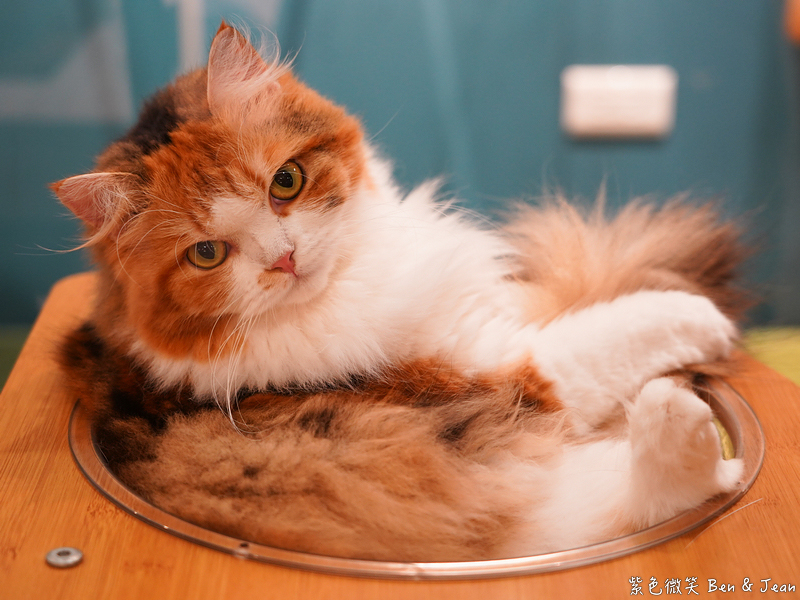 宜蘭羅東火鍋必吃推薦!伊熹鍋物超萌貓咪陪吃超療癒,蔬菜自助吧吃到飽。