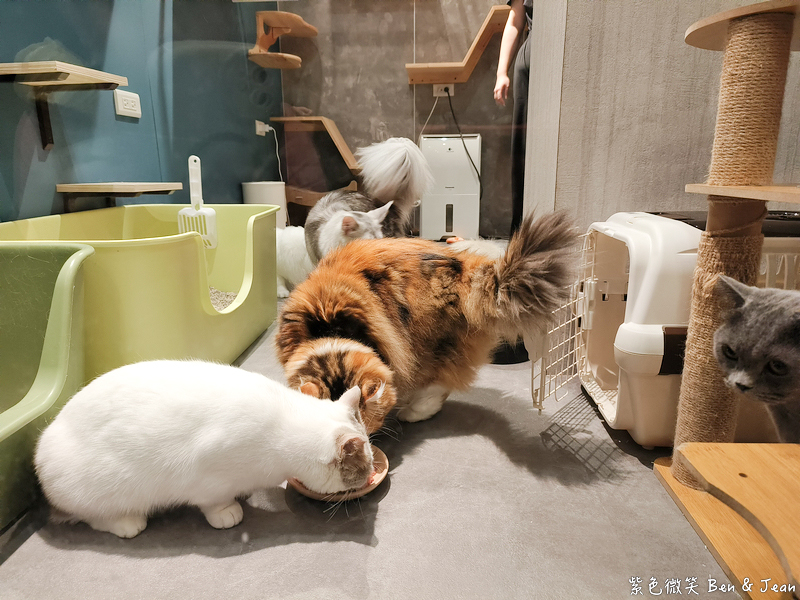 宜蘭羅東火鍋必吃推薦!伊熹鍋物超萌貓咪陪吃超療癒,蔬菜自助吧吃到飽。