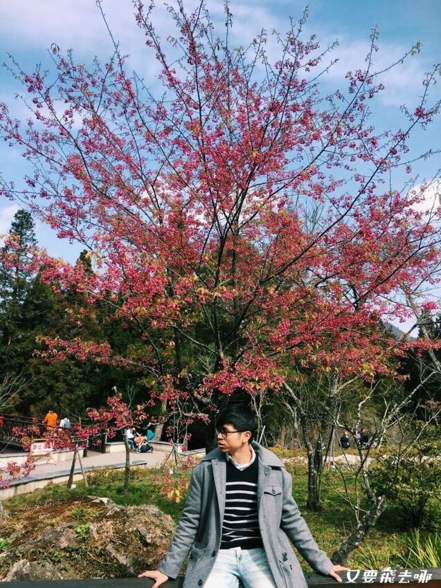 【嘉義阿里山懶人包】阿里山13大景點總整理！巨木群棧道、鹿林神木、姊妹潭，吸收芬多精絕佳景點，好山好水好愜意！ - 又要飛去哪！？