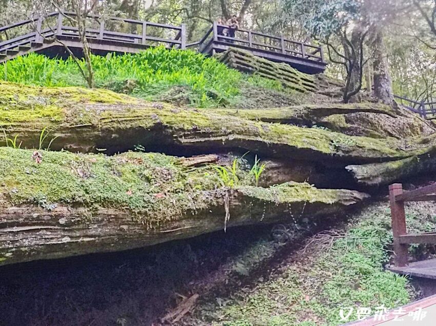 【嘉義阿里山懶人包】阿里山13大景點總整理！巨木群棧道、鹿林神木、姊妹潭，吸收芬多精絕佳景點，好山好水好愜意！ - 又要飛去哪！？