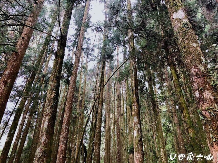 【嘉義阿里山懶人包】阿里山13大景點總整理！巨木群棧道、鹿林神木、姊妹潭，吸收芬多精絕佳景點，好山好水好愜意！ - 又要飛去哪！？