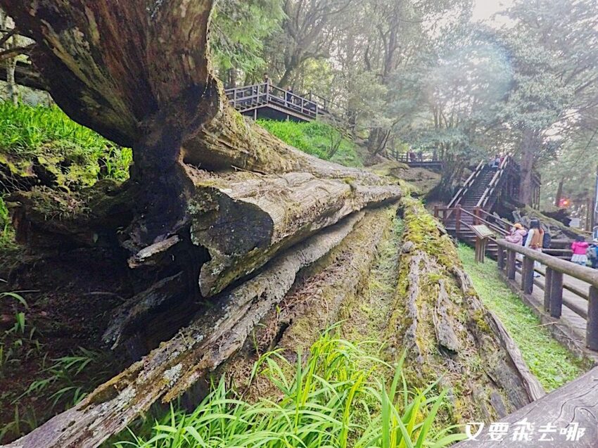 【嘉義阿里山懶人包】阿里山13大景點總整理！巨木群棧道、鹿林神木、姊妹潭，吸收芬多精絕佳景點，好山好水好愜意！ - 又要飛去哪！？