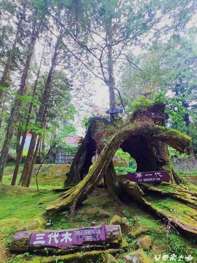 【嘉義阿里山懶人包】阿里山13大景點總整理！巨木群棧道、鹿林神木、姊妹潭，吸收芬多精絕佳景點，好山好水好愜意！ - 又要飛去哪！？