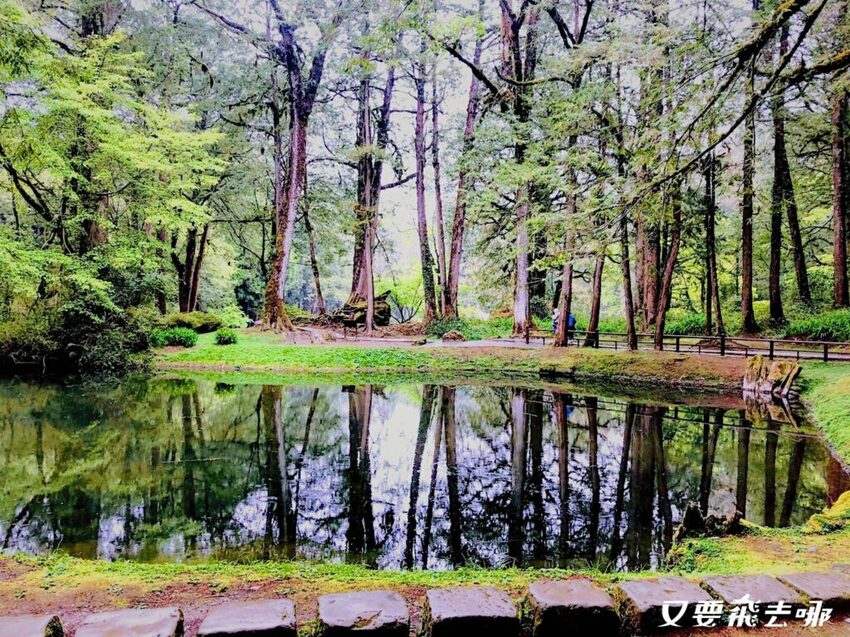 【嘉義阿里山懶人包】阿里山13大景點總整理！巨木群棧道、鹿林神木、姊妹潭，吸收芬多精絕佳景點，好山好水好愜意！ - 又要飛去哪！？