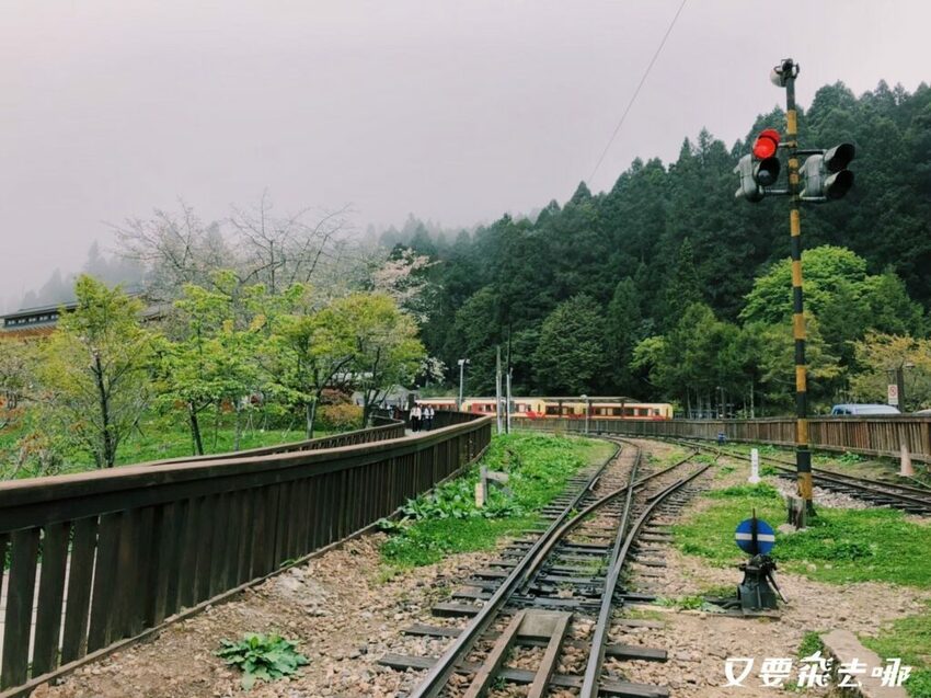 【嘉義阿里山懶人包】阿里山13大景點總整理！巨木群棧道、鹿林神木、姊妹潭，吸收芬多精絕佳景點，好山好水好愜意！ - 又要飛去哪！？