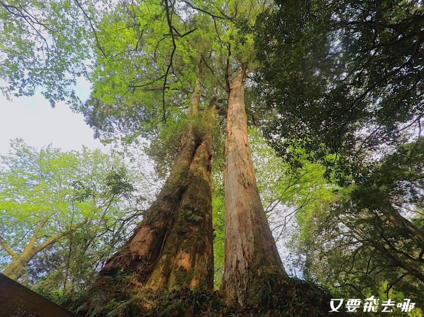 【嘉義阿里山懶人包】阿里山13大景點總整理！巨木群棧道、鹿林神木、姊妹潭，吸收芬多精絕佳景點，好山好水好愜意！ - 又要飛去哪！？