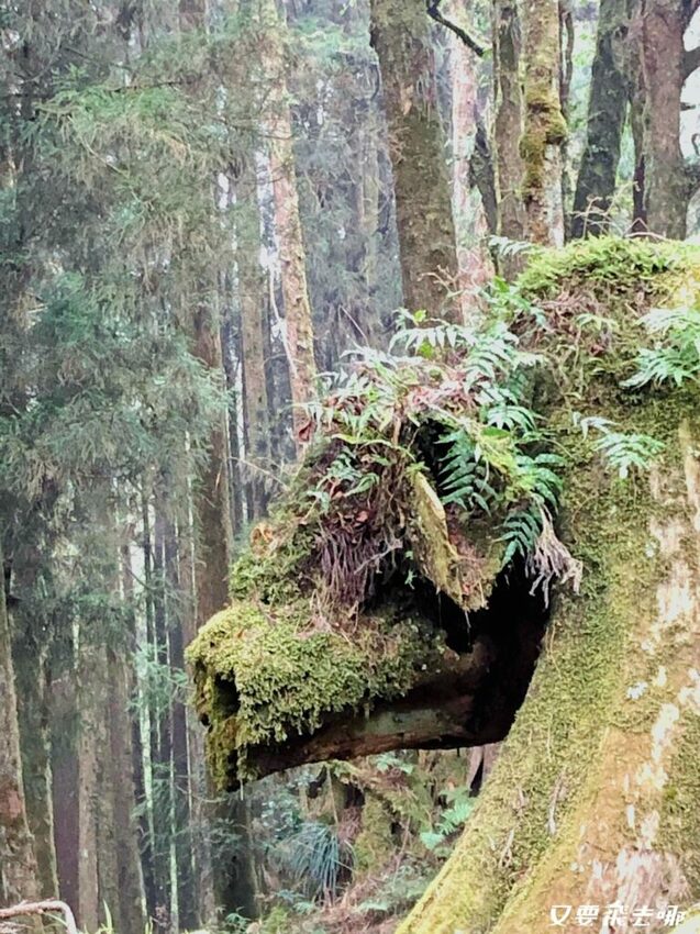 【嘉義阿里山懶人包】阿里山13大景點總整理！巨木群棧道、鹿林神木、姊妹潭，吸收芬多精絕佳景點，好山好水好愜意！ - 又要飛去哪！？