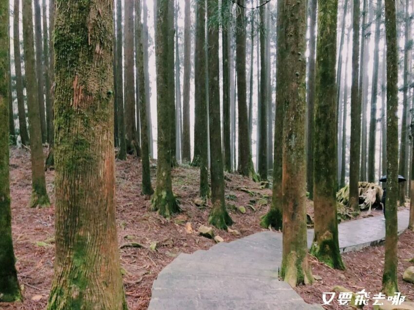 【嘉義阿里山懶人包】阿里山13大景點總整理！巨木群棧道、鹿林神木、姊妹潭，吸收芬多精絕佳景點，好山好水好愜意！ - 又要飛去哪！？