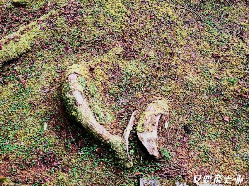 【嘉義阿里山懶人包】阿里山13大景點總整理！巨木群棧道、鹿林神木、姊妹潭，吸收芬多精絕佳景點，好山好水好愜意！ - 又要飛去哪！？