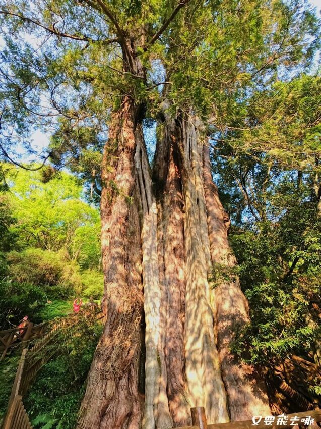 【嘉義阿里山懶人包】阿里山13大景點總整理！巨木群棧道、鹿林神木、姊妹潭，吸收芬多精絕佳景點，好山好水好愜意！ - 又要飛去哪！？
