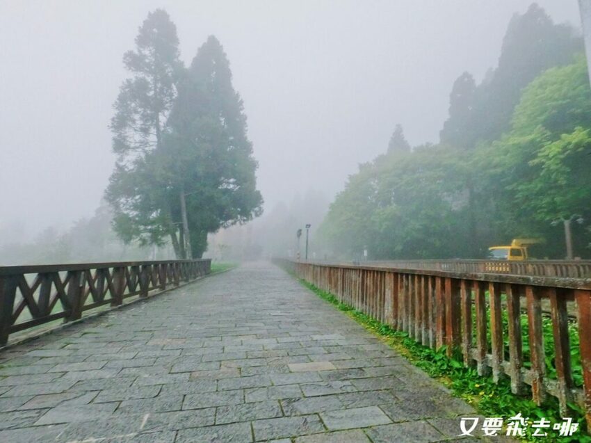 【嘉義阿里山懶人包】阿里山13大景點總整理！巨木群棧道、鹿林神木、姊妹潭，吸收芬多精絕佳景點，好山好水好愜意！ - 又要飛去哪！？