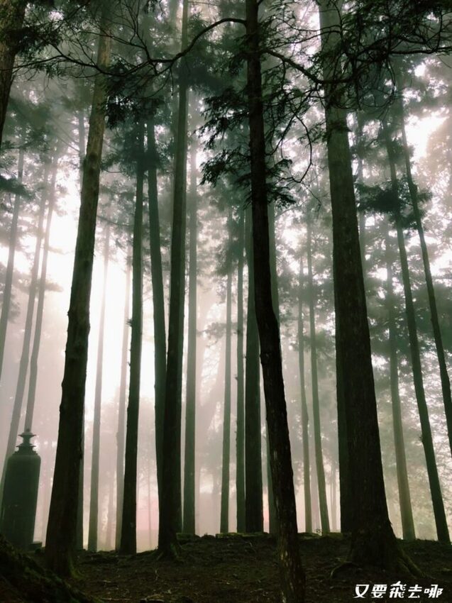 【嘉義阿里山懶人包】阿里山13大景點總整理！巨木群棧道、鹿林神木、姊妹潭，吸收芬多精絕佳景點，好山好水好愜意！ - 又要飛去哪！？