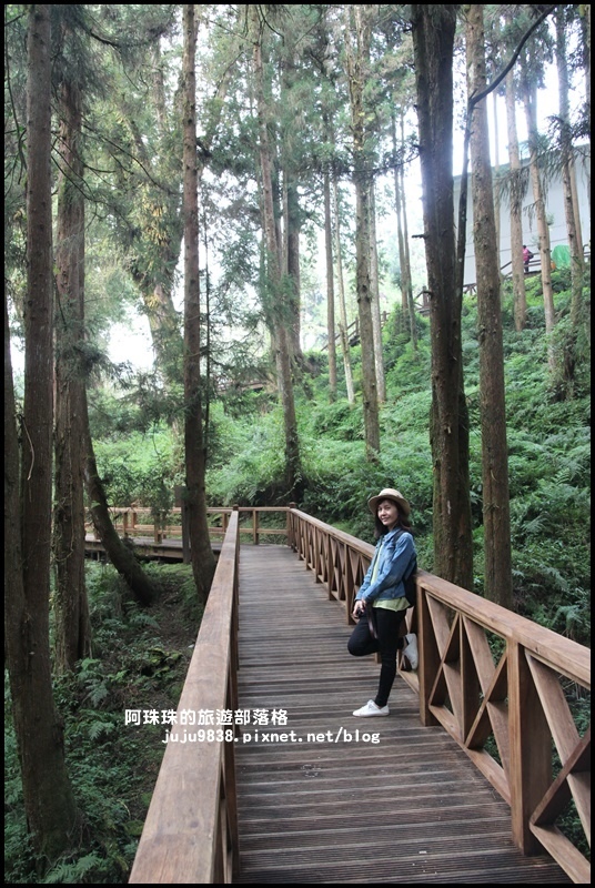 阿里山19.JPG