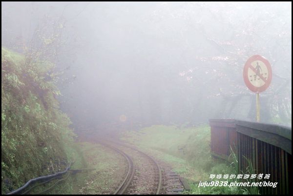 阿里山54.JPG