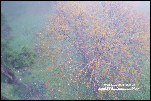 阿里山57.JPG