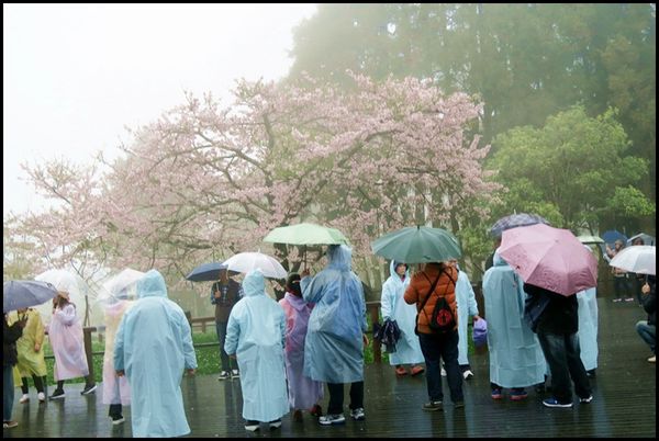 阿里山35.JPG