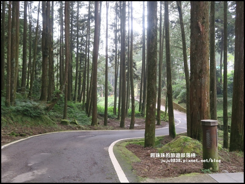 阿里山47.JPG