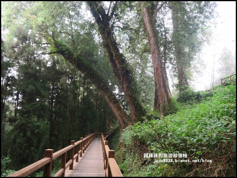 阿里山55.JPG