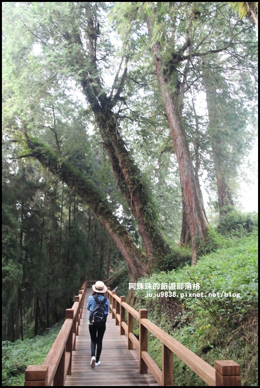 阿里山20.JPG
