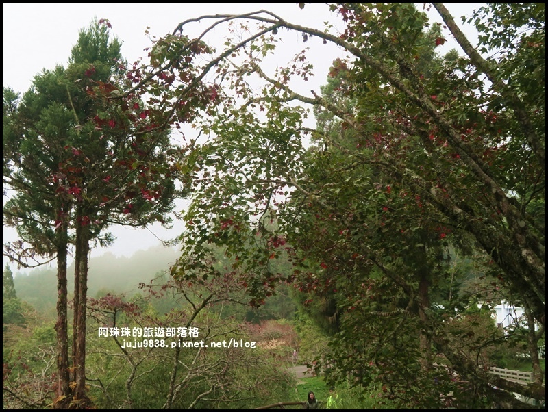阿里山45.JPG