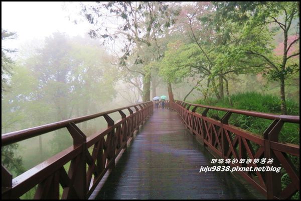 阿里山19.JPG