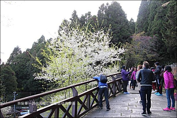 阿里山國家森林遊樂區06.jpg