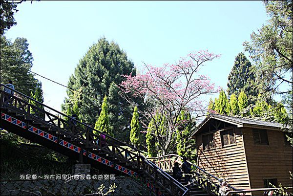 阿里山國家森林遊樂區40.jpg