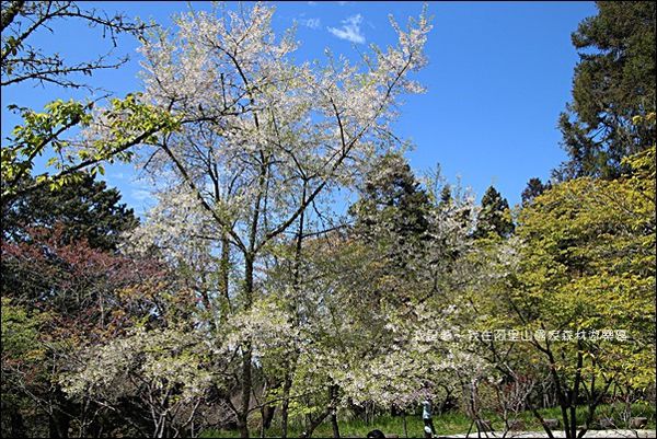 阿里山國家森林遊樂區46.jpg