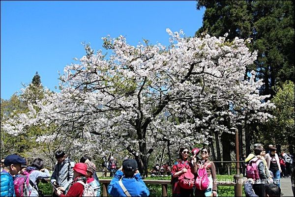 阿里山國家森林遊樂區42.jpg