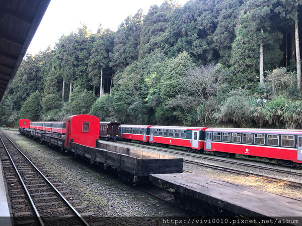 圓圓家出去玩-《嘉義景點》2019阿里山櫻花季3.9~4.10正式開鑼，小火車搭乘攻略、交通資訊通通在這裡