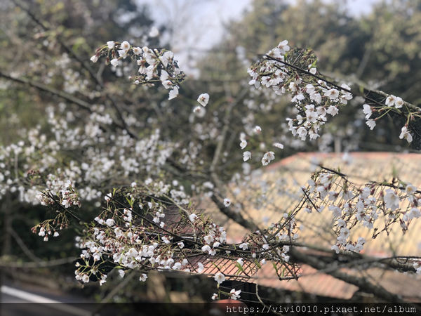 圓圓家出去玩-《嘉義景點》2019阿里山櫻花季3.9~4.10正式開鑼，小火車搭乘攻略、交通資訊通通在這裡