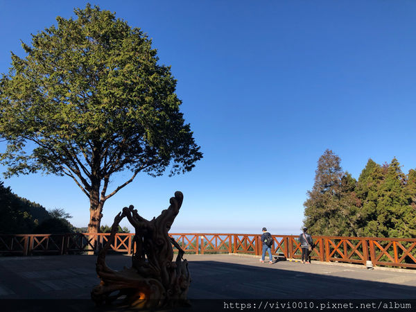 圓圓家出去玩-《嘉義景點》2019阿里山櫻花季3.9~4.10正式開鑼，小火車搭乘攻略、交通資訊通通在這裡