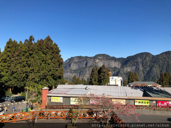 圓圓家出去玩-《嘉義景點》2019阿里山櫻花季3.9~4.10正式開鑼，小火車搭乘攻略、交通資訊通通在這裡