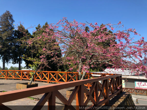 圓圓家出去玩-《嘉義景點》2019阿里山櫻花季3.9~4.10正式開鑼，小火車搭乘攻略、交通資訊通通在這裡