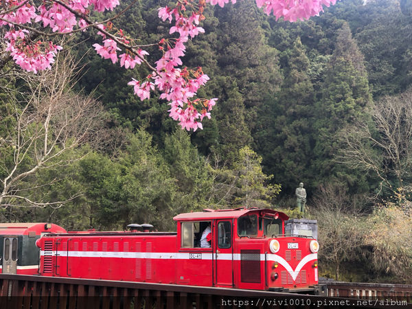 圓圓家出去玩-《嘉義景點》2019阿里山櫻花季3.9~4.10正式開鑼，小火車搭乘攻略、交通資訊通通在這裡
