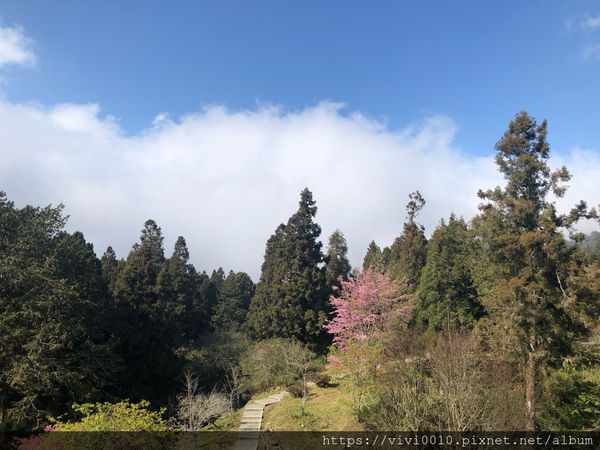 圓圓家出去玩-《嘉義景點》2019阿里山櫻花季3.9~4.10正式開鑼，小火車搭乘攻略、交通資訊通通在這裡