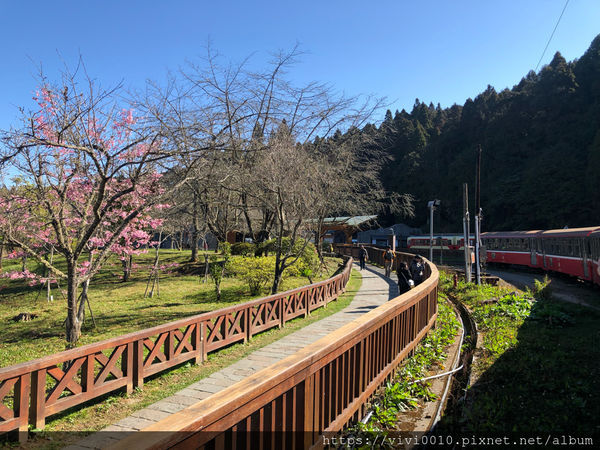 圓圓家出去玩-《嘉義景點》2019阿里山櫻花季3.9~4.10正式開鑼，小火車搭乘攻略、交通資訊通通在這裡