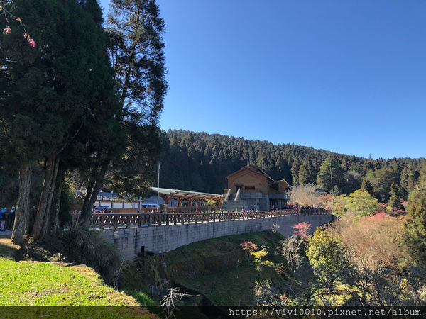 圓圓家出去玩-《嘉義景點》2019阿里山櫻花季3.9~4.10正式開鑼，小火車搭乘攻略、交通資訊通通在這裡