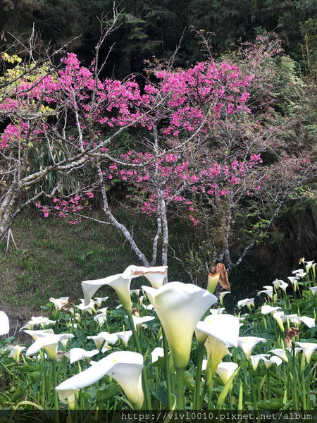 圓圓家出去玩-《嘉義景點》2019阿里山櫻花季3.9~4.10正式開鑼，小火車搭乘攻略、交通資訊通通在這裡