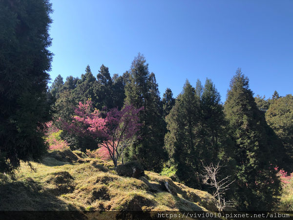 圓圓家出去玩-《嘉義景點》2019阿里山櫻花季3.9~4.10正式開鑼，小火車搭乘攻略、交通資訊通通在這裡