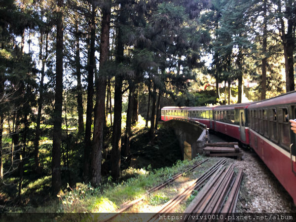 圓圓家出去玩-《嘉義景點》2019阿里山櫻花季3.9~4.10正式開鑼，小火車搭乘攻略、交通資訊通通在這裡
