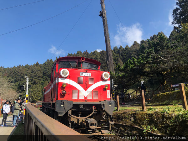 圓圓家出去玩-《嘉義景點》2019阿里山櫻花季3.9~4.10正式開鑼，小火車搭乘攻略、交通資訊通通在這裡