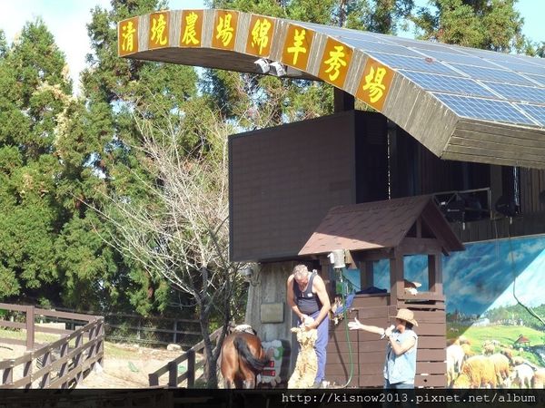 清境農場：青青草原的綿羊秀與高空觀景步道的山巒美景-秋高氣爽來一趟清境農場小旅行