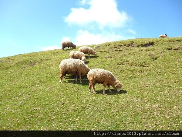 清境農場：青青草原的綿羊秀與高空觀景步道的山巒美景-秋高氣爽來一趟清境農場小旅行