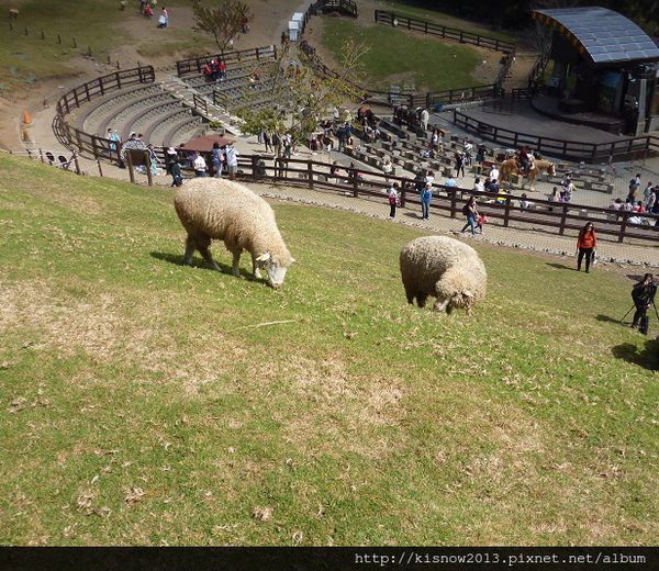 清境農場：青青草原的綿羊秀與高空觀景步道的山巒美景-秋高氣爽來一趟清境農場小旅行