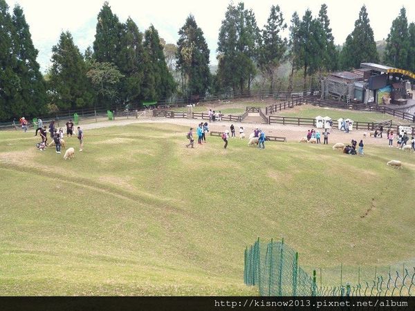 清境農場：青青草原的綿羊秀與高空觀景步道的山巒美景-秋高氣爽來一趟清境農場小旅行